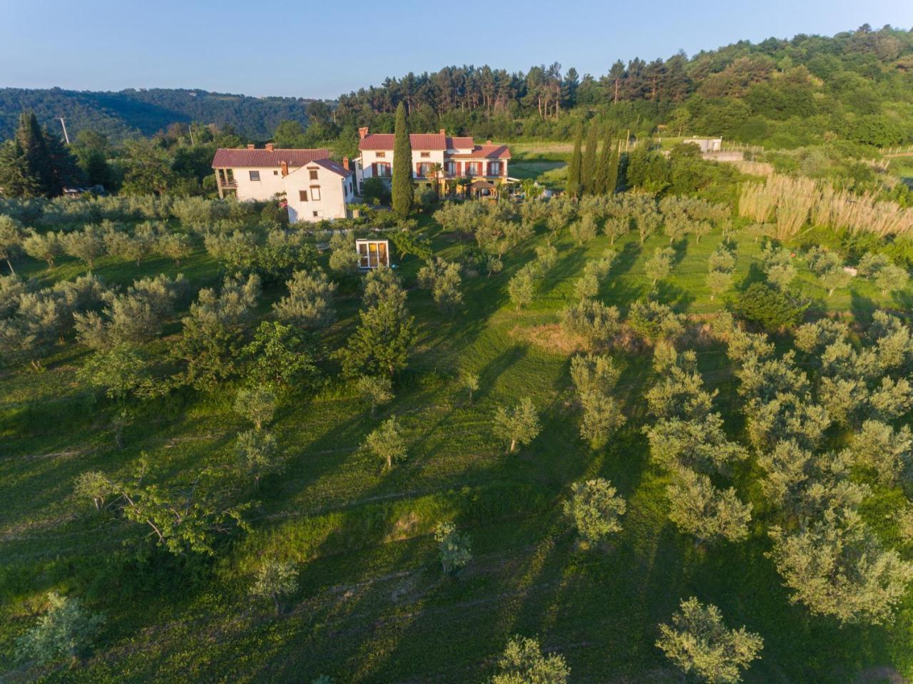 Med Oljkami Apartment Koper Bagian luar foto